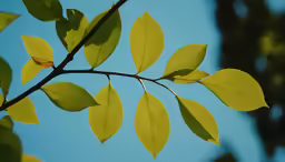 the branches of the tree in the blue sky
