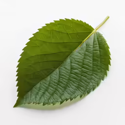 a close up of green leaf on a white surface