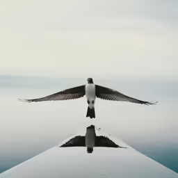 the bird is sitting in the middle of the water
