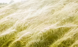 grass blowing in the breeze with trees in background