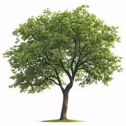 an abstract illustration of an apple tree on a white background