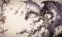 the tree branches have pink flowers on them