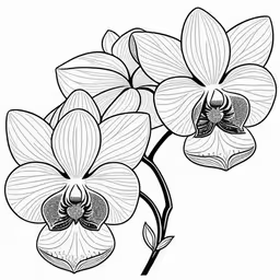 the black and white image is of two flowers,a beautiful flower is in the center of black and white coloring