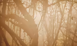 there are many branches that have been covered in fog