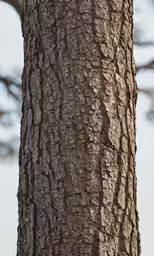 the bark of a tree with the background of snow