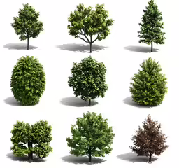 six different kinds of trees in various positions