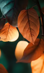 close up of leaves on a branch during the day