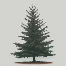 a lone pine tree sits in the snow