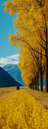 the two people are riding their bicycle down the road