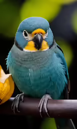 blue and yellow parrot sitting on top of a branch