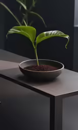 a green plant in a black bowl on a table