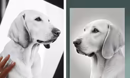dog in a photo studio with hands near the door