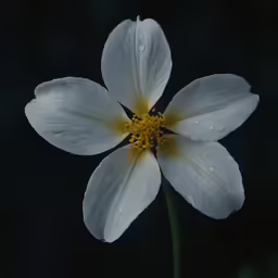 a flower with some yellow center petals