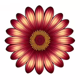 a flower, showing the center surrounded by smaller petals,a red flower with yellow centers on white background