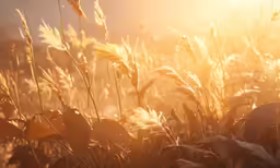 closeup of weeds against the sun with a background blur