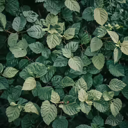 a bunch of leaves on top of a tree