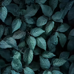 leaves and flowers are scattered around the plant