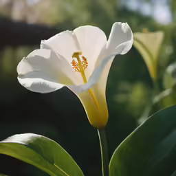 the white flower is blooming close up and close to the camera
