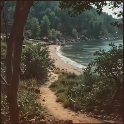 a dirt path with benches in the forest at the edge