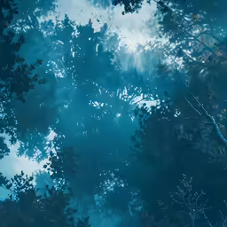 blue sky with sunlight peeking through the trees