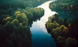 an aerial view of a stream flowing between two evergreen trees