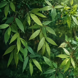 green leaves are displayed in an image taken outside