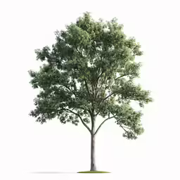 an illustration of a tree with some green leaves