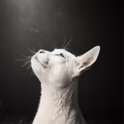 a white cat is reaching up and looking up