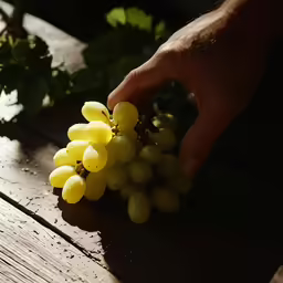 someone picking up grapes from the vine in their hands