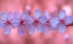 a close up view of some pretty purple flowers