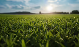 a view of a green field of grass with the sun behind it