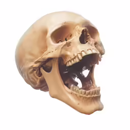 a fake human skull with teeth and a tooth