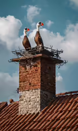 two geese are sitting on the roof of an old house