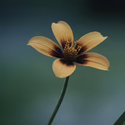 a single flower with many petals is shown