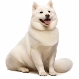 a very cute white dog sitting and smiling