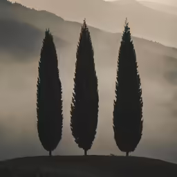 four long thin trees growing in the fog