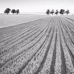 black and white photograph of crops in a field