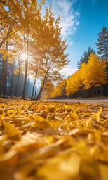 the view of a field that has fallen leaves and yellow trees
