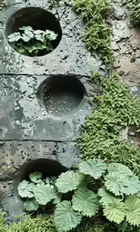 an outdoor area with some plants and stones