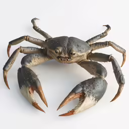 a crab, crab legs and claws are shown