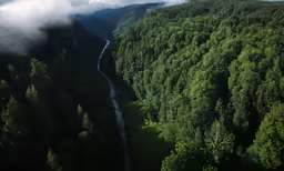 a lush green forest under a cloudy sky