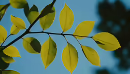 leaves on a branch against the sky are looking up at it