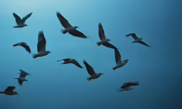 many birds flying together on a clear day