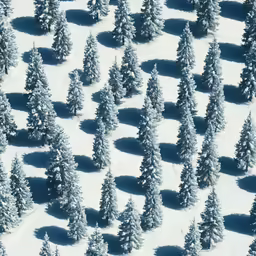 a number of trees covered in snow