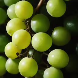 grapes that are on top of a vine