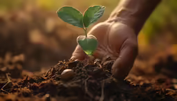 someone is planting trees in the ground