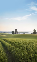 the path to the horizon between the rows of shrubs