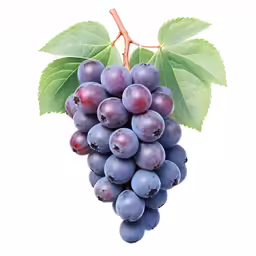 grapes hanging from a green branch with a leaf on a white background
