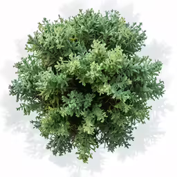 a top down view of green foliage against a white background
