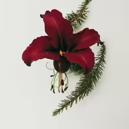 there is a flower that is on top of a white background